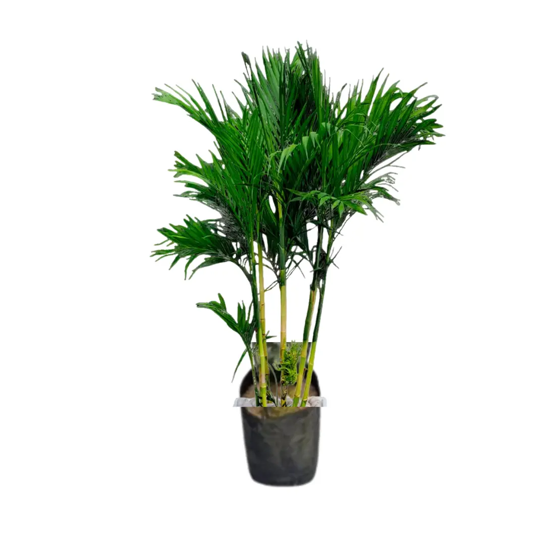 Imagen de Palmera Bambú